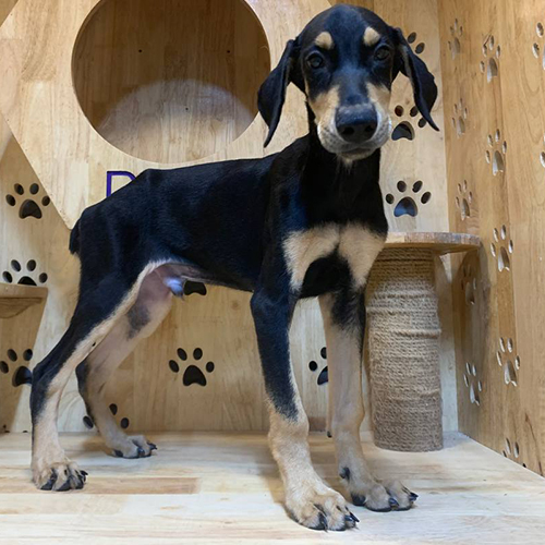 Chó Doberman con Daphne đứng trong chuồng gỗ tại MeowGo Pets, lông nâu vàng đẹp mắt.