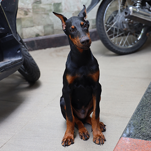 Chó Doberman đực 3 tháng tuổi tên Muttley ngồi giữa sân, tai cắt dựng, dáng ngầu.