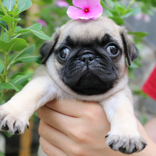 Chó Pug mặt xệ lông vàng đội hoa trên đầu, được bế trước vườn hoa xanh mát