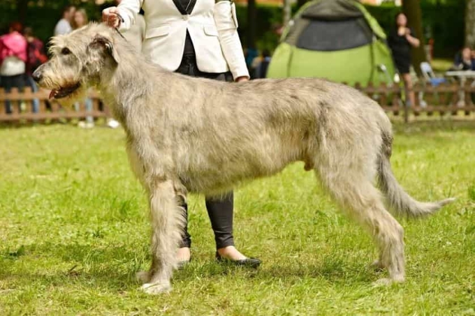 Giống chó to Irish Wolfhound (săn sói Ireland)
