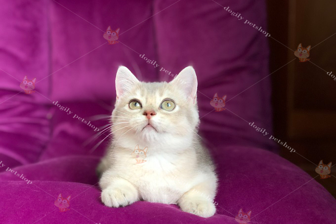 Mèo Anh lông ngắn màu blue golden