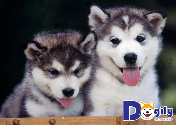 Hãy cùng Chomeocanh.com thư giãn qua những bức ảnh chó Husky cute, xinh xắn nhé!