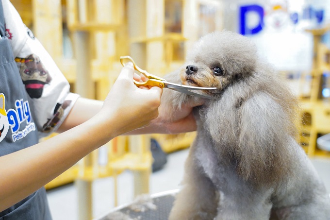 Cắt tỉa lông cho chó lông xù Poodle tại Chomeocanh.com Spa & Grooming