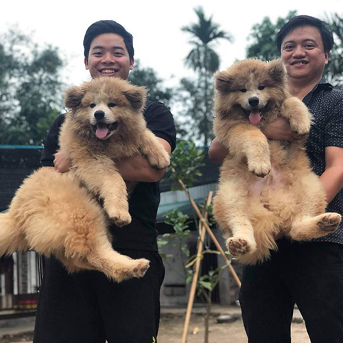 Hai chú chó Akita Inu lông dài màu vàng trắng được bế trên tay