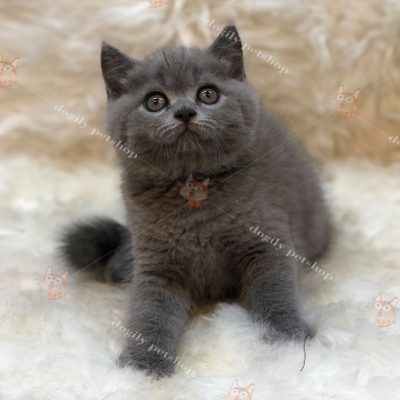 Mèo Anh Lông ngắn màu xám xanh 2 tháng tuổi