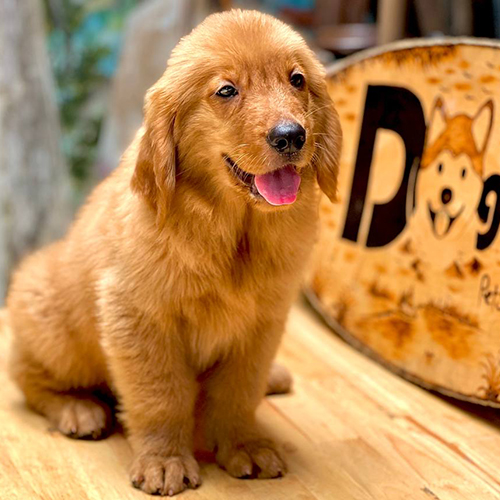 Golden Retriever đực 2 tháng tuổi màu vàng đậm siêu đáng yêu