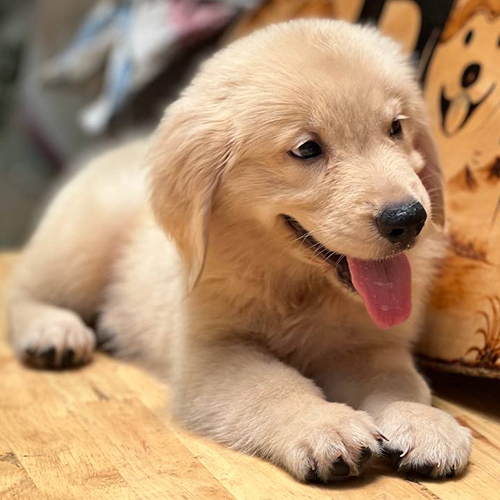 Chó Golden Retriever 2 tháng tuổi màu vàng đậm siêu đáng yêu