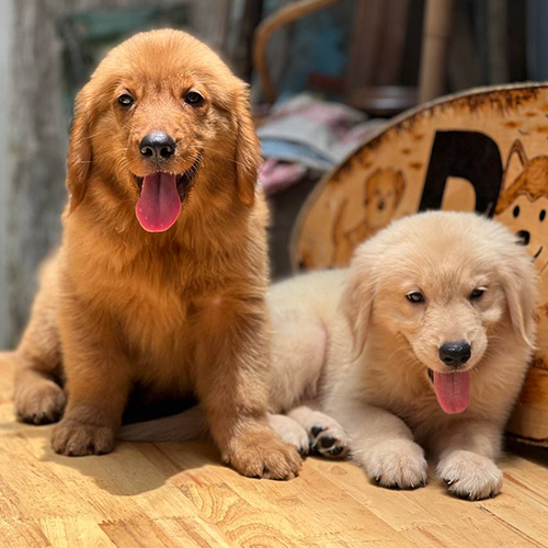 Hai bé Golden Retriever vàng nhạt và vàng đậm nằm cạnh nhau đáng yêu.