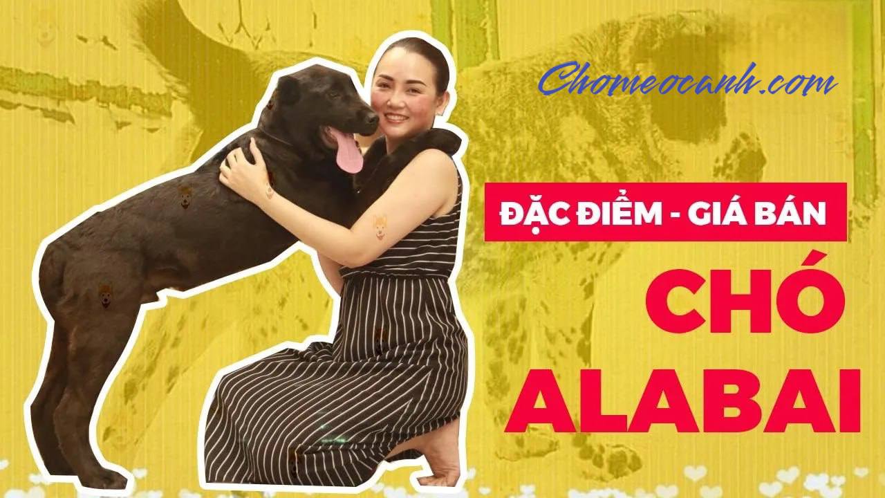 Chó Alabai Khổng Lồ Mua Bán Giá Bao Nhiêu Tại Việt Nam