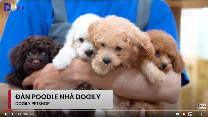 Đàn chó Poodle con size tiny toy đủ màu trắng, kem, nâu đỏ, vàng mơ, socola... đang bán tại Chomeocanh.com.