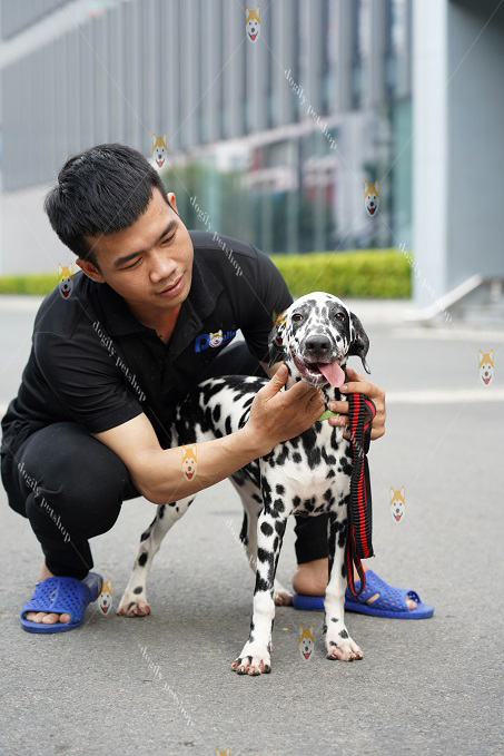 Chó Dalmatian nổi tiếng với tác phẩm điện ảnh "101 con chó Đốm"