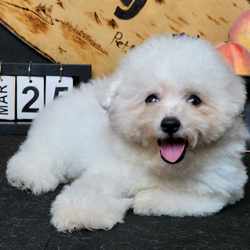 Cún Bichon Frise trắng tinh xù lông đang thè lưỡi nhìn camera
