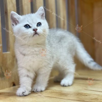 Mèo Anh lông ngắn màu silver con 2 tháng tuổi