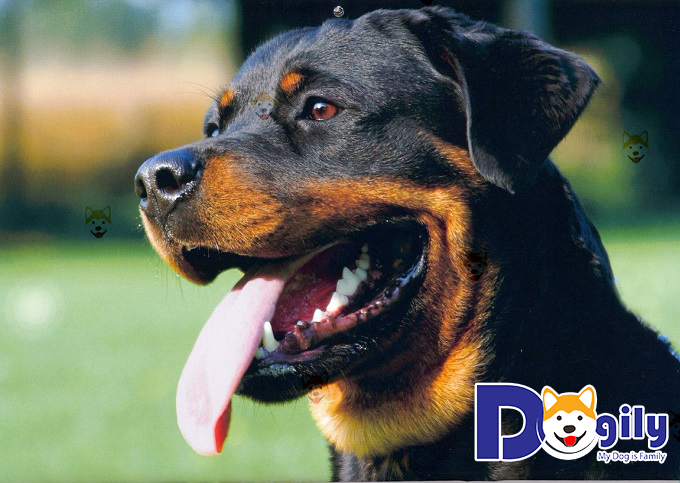 Mua bán chó Rottweiler con thuần chủng, giá tốt – Chomeocanh.com tại TpHCM, Hà Nội