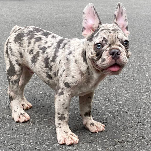 Chó Bull Pháp Blue Merle đứng ngoài trời, thè lưỡi, đôi mắt hai màu cuốn hút.