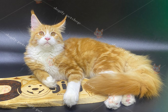 Mèo Maine Coon Red tabby bicolor