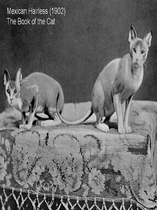 Cặp mèo không lông đầu tiên được ghi nhận năm 1902.