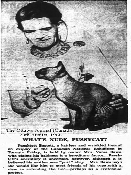 Chú mèo không lông Prune trên báo Canada năm 1966.