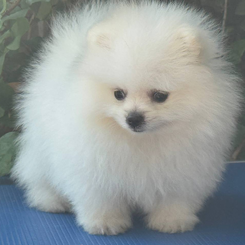 Chó Pomeranian trắng lông xù tròn như cục bông gòn nhỏ.