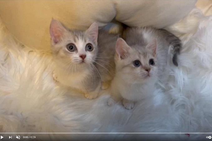 2 bé mèo Brittish Shorthair màu blue golen bố mẹ nhập khẩu châu Âu, đầy đủ giấy tờ Tica tại nhà Chomeocanh.com.