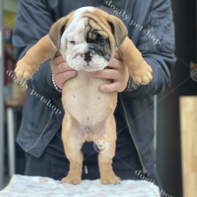 Bán chó Bulldog con thuần chủng màu nâu trắng - Chomeocanh.com