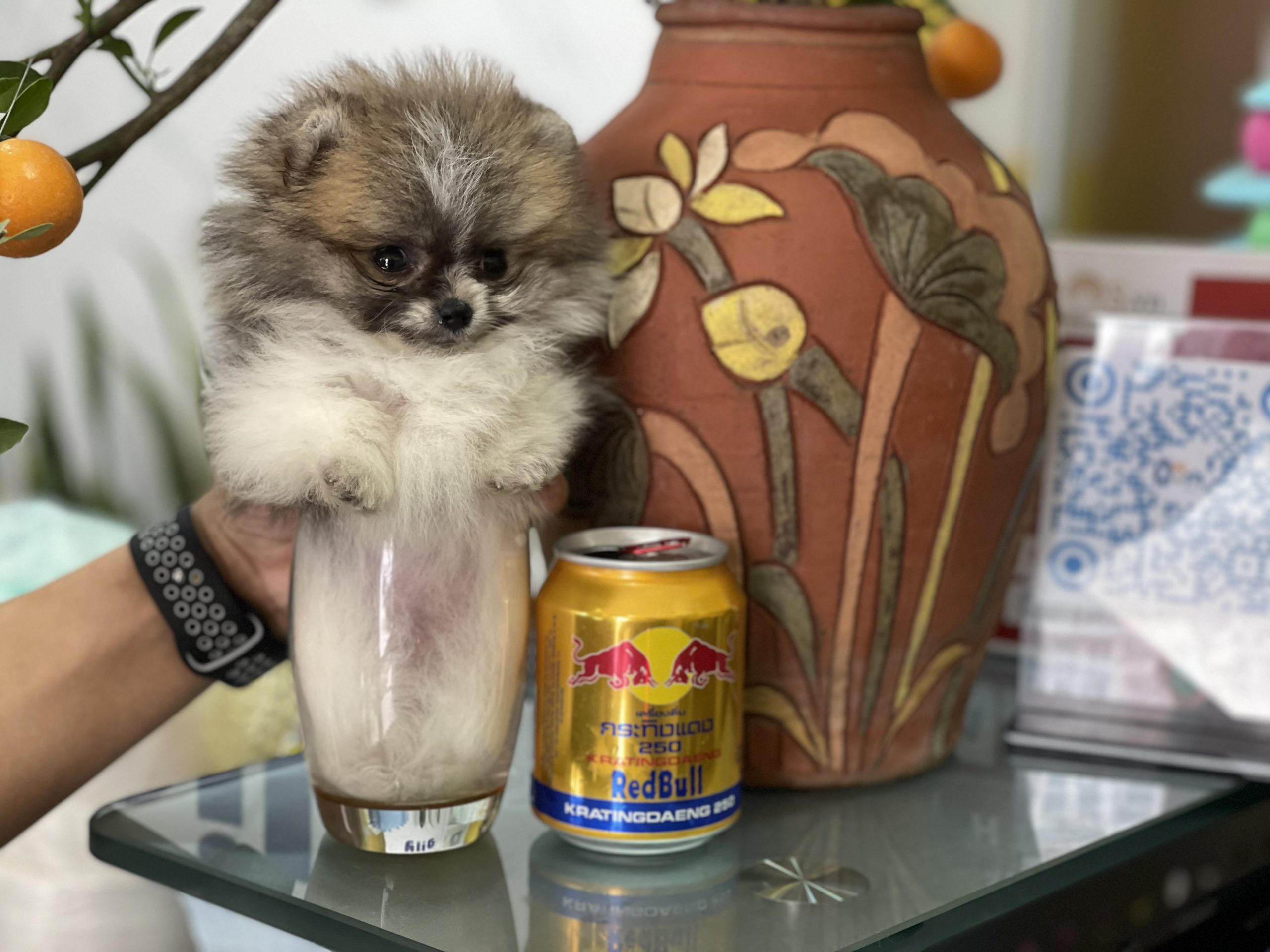Chó Teacup là những chú chó nhỏ nhắn nặng chỉ vài trăm gram đặt vừa trong 1 tách trà
