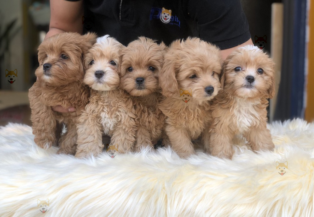 Mua bán đàn chó Poodle con thuần chủng tại Chomeocanh.com Hà Nội, Tp.HCM