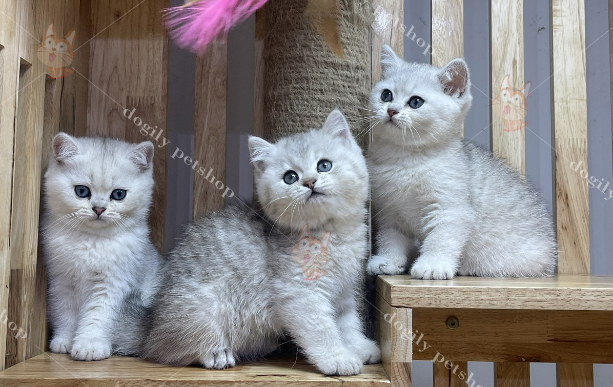 Mèo Anh lông ngắn - Đặc điểm, phân loại, cách nuôi và chăm sóc