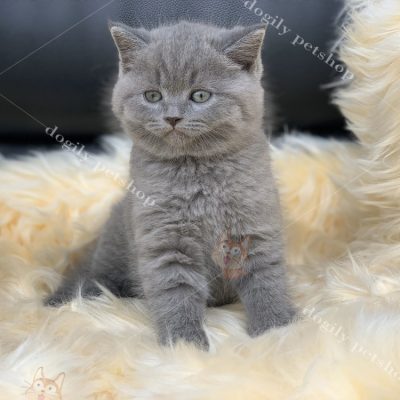 Bán mèo ALN con thuần chủng màu xám xanh
