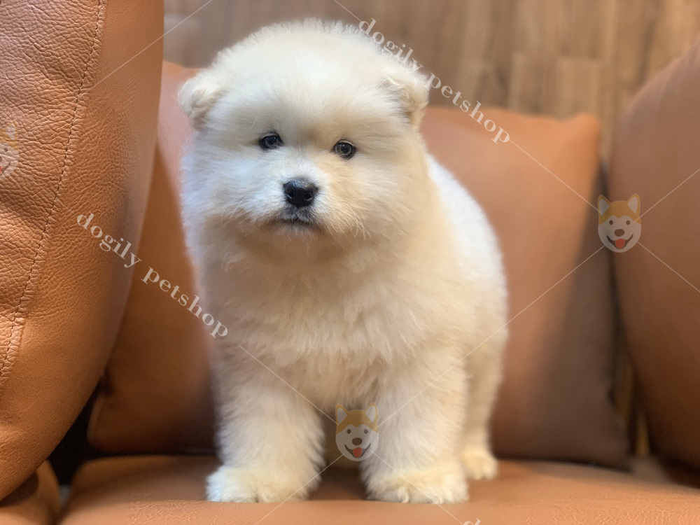 Chomeocanh.com cung cấp chó Alaska con thuần chủng, chất lượng nhất Việt Nam