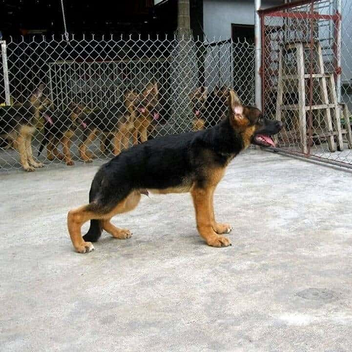 Chó chăn Đức có dấu hiệu hạ bàn do thiếu canxi, chân sau yếu và dáng đứng không vững