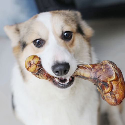 Chó Corgi ngậm khúc xương lớn – món ăn giàu canxi cho chó