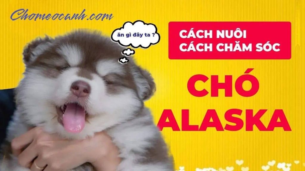 Chó Alaska ăn gì? Cách nuôi, chăm sóc chó Alaska từ 2-6 tháng tuối tốt nhất mập tại Việt Nam dễ hay khó?