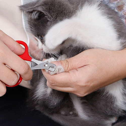 Cắt móng cho mèo con bằng kéo bấm móng đỏ