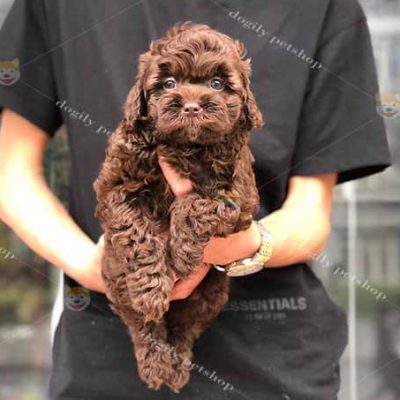 Chó Poodle tiny màu chocolate, socola 2 tháng tuổi