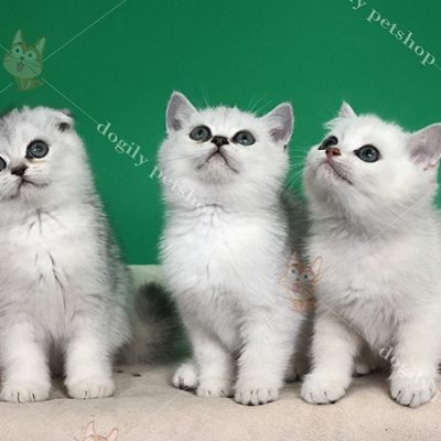 Đàn 3 mèo Silver tai cụp, thẳng