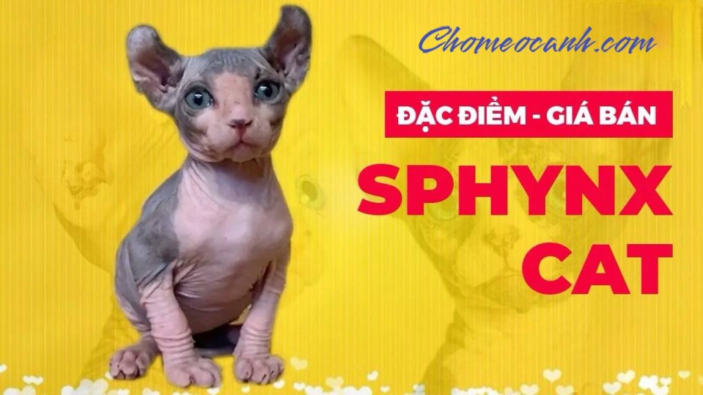 Video giới thiệu đặc điểm, cách nuôi và giá bán mèo không lông tại Chomeocanh.com Pet Shop Tphcm, Hà Nội.