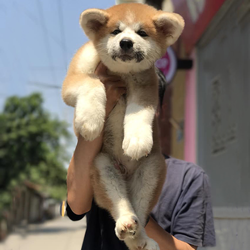 Chó Akita Inu 2 tháng tuổi lông vàng trắng được bế trên tay dưới nắng