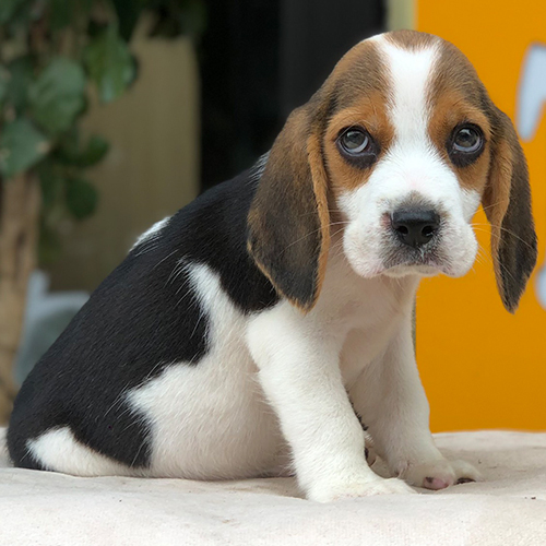 Chó Beagle Katie ngồi trên bàn trắng, lông đen trắng nâu, nhìn thẳng máy ảnh