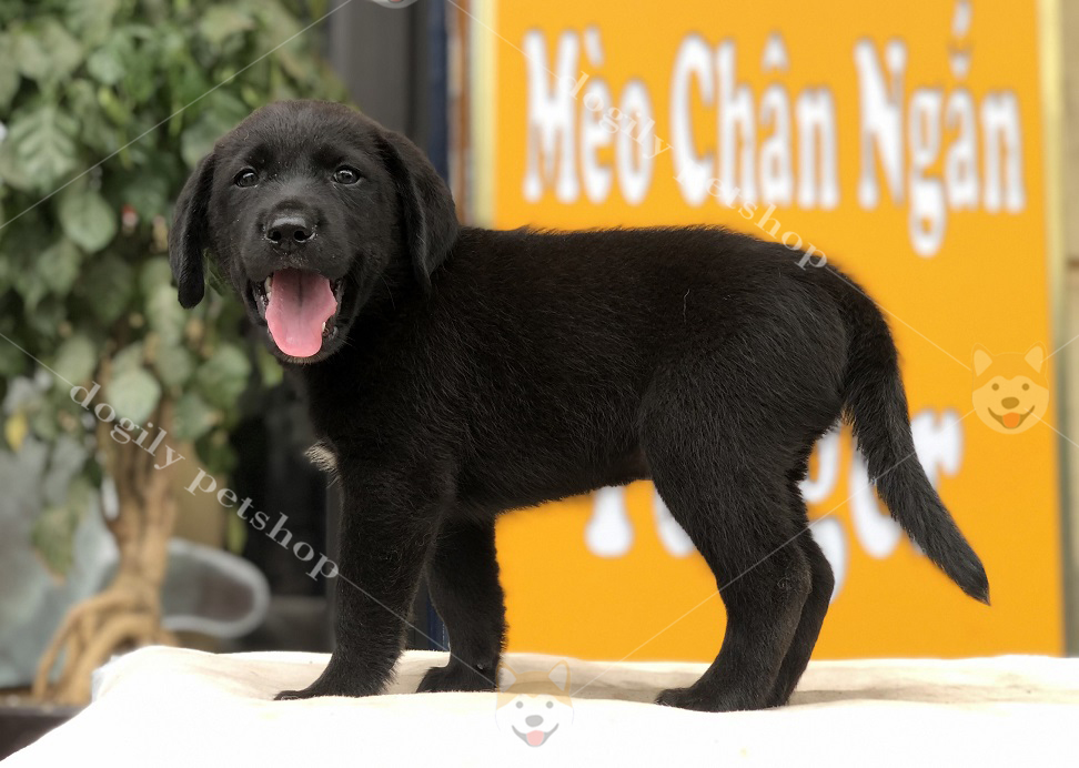 Bin - chú chó Labrador con thuần chủng màu đen, giới tính đực