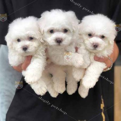 Đàn 3 chó Poodle màu trắng kem 2 tháng tuổi