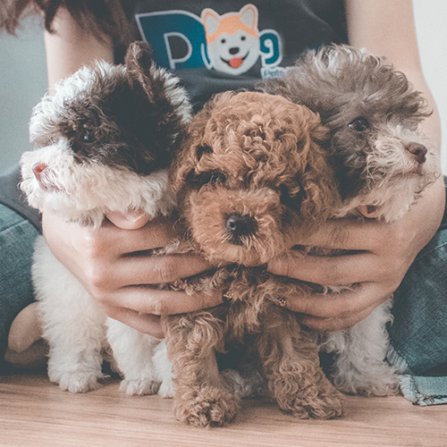 Đàn Poodle nhiều màu sắc đáng yêu, thuần chủng tại Chomeocanh.com.