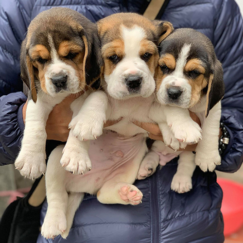 Ba chú chó Beagle con dễ thương trong vòng tay người