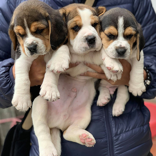 3 bé chó Beagle Tricolor đáng yêu, 2 tháng tuổi tại MeowGo Đà Lạt