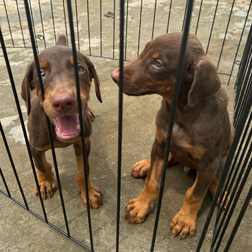 Hai chú chó Doberman con màu nâu vàng chơi đùa trong chuồng ngoài sân.