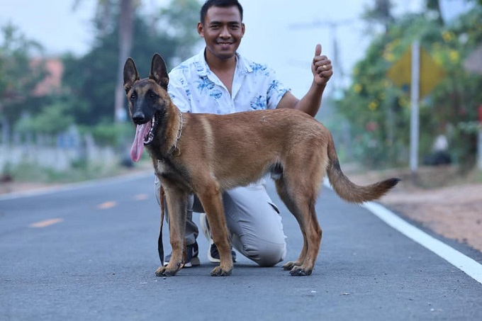 Một chú chó Malinois thuần chủng tại Thái Lan.