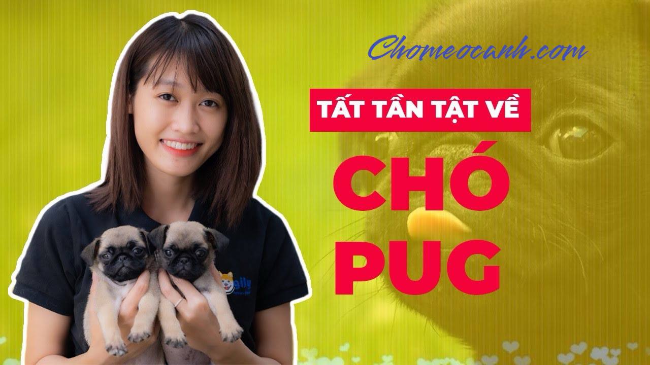 Video giới thiệu cách nuôi và chăm sóc chó Pug mặt xệ.