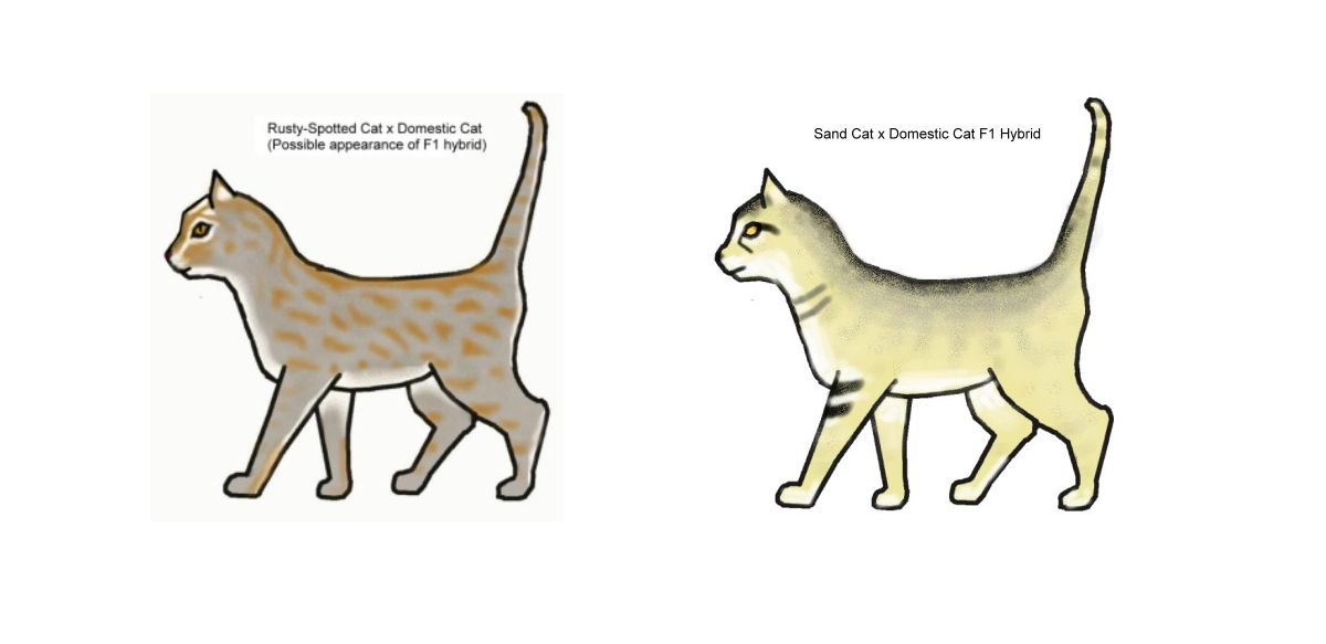 Họa tiết, màu sắc của mèo lai giữa mèo rừng và mèo nhà.