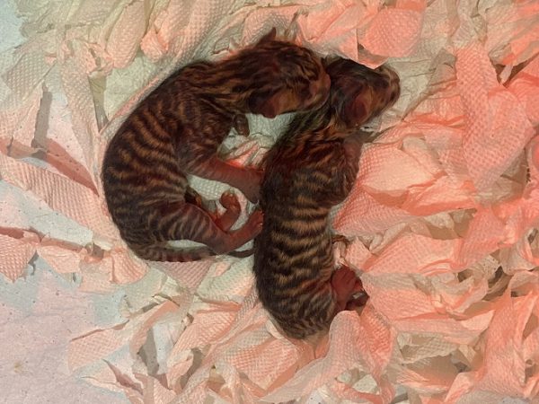 Hai bé mèo Toyger con mới đẻ bố mẹ nhập châu Âu tại Trại mèo Chomeocanh.com. Màu mảng đẹp và sắc nét ngay từ khi mới sinh.