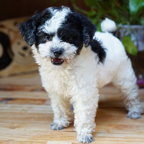 Chó Poodle lông xoăn trắng đen đang đứng trên sàn gỗ